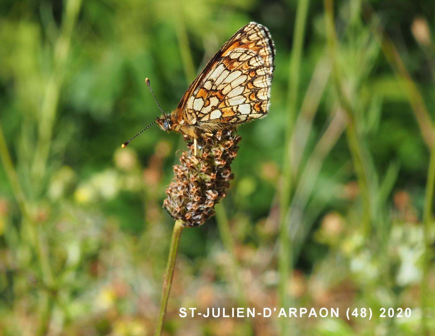 Plantain, Ribwort fruit